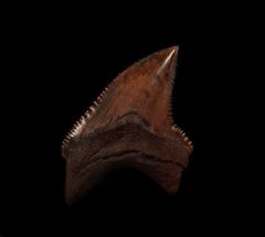 Virginia Alopias palatasi tooth for sale | Buried Treasure Fossils