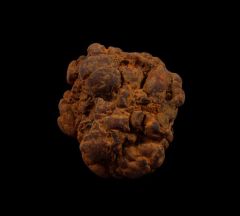 Real Coprolites for sale |: Buried Treasure Fossils