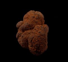 Real Coprolites for sale |: Buried Treasure Fossils