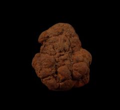 Real Coprolites for sale |: Buried Treasure Fossils