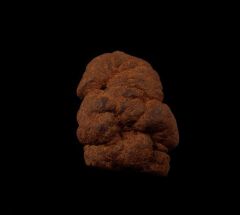 Real Coprolites for sale |: Buried Treasure Fossils