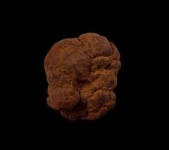 Real Coprolites for sale |: Buried Treasure Fossils