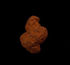 Real Coprolites for sale |: Buried Treasure Fossils