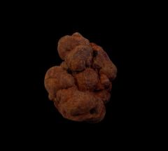 Coprolite for sale | Buried Treasure Fossils