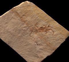 Pinnixia Crab for sale | Buried Treasure Fossils