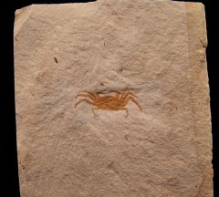 Miocene Fossil Crab for sale | Buried Treasure Fossils