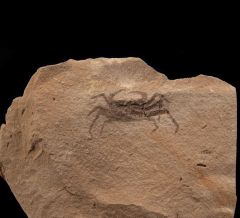 Fossil crab