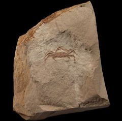 California Fossil Crab for sale | Buried Treasure Fossils