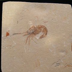 Carpopenaeus fossil shrimp | Buried Treasure Fossils