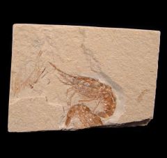 Lebanese Carpopenaeus shrimp fossil  for sale | Buried Treasure Fossils