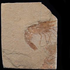 Cretaceous fossil shrimp for sale | Buried Treasure Fossils