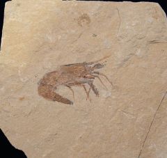 Lebanese shrimp fossil for sale | Buried Treasure Fossils