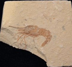 Carpopenaeus longirostris fossil shrimp for sale | Buried Treasure Fossils