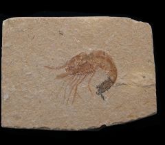 Carpopenaeus fossil shrimp for sale | Buried Treasure Fossils