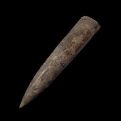 Extra large Jurassic Belemnite fossils for sale | Buried Treasure Fossils