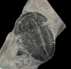 Asaphiscus trilobite for sale | Buried Treasure Fossils