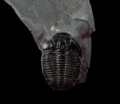 Real US trilobite for Sale | Buried Treasure Fossils