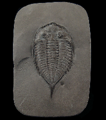 Dalmanites trilobite | Buried Treasure Fossils