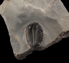 Elrathia trilobite fossils for sale | Buried Treasure Fossils