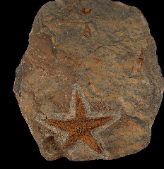 Moroccan Star Fish fossil for sale | Buried Treasure Fossils