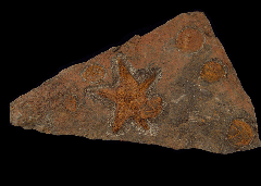 Star Fish fossil for sale | Buried Treasure Fossils