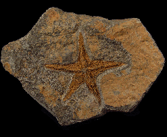 Petraster starfish for sale | Buried Treasure Fossils