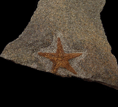 Petraster starfish for sale | Buried Treasure Fossils