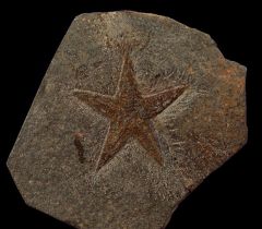 Petraster starfish for sale | Buried Treasure Fossils