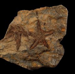 Moroccan Petraster starfish for sale | Buried Treasure Fossils