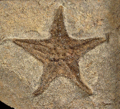 Starfish