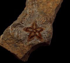 Star Fish fossil| Buried Treasure Fossils