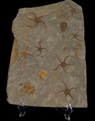 TOP QUALITY LARGE Ophiura Brittle Star for sale | Buried Treasure Fossils