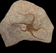 Moroccan Ophiuroides Brittle Star | Buried Treasure Fossils