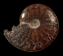 Large polished Cleoniceras ammonite for sale | Buried Treasure Fossils