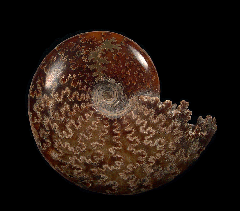 Madagascar ammonite for sale | Buried Treasure Fossils