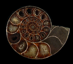 Sliced Cleoniceras ammonite | Buried Treasure Fossils