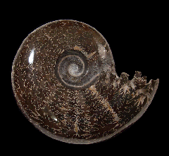 Desmoceras ammonite | Buried Treasure Fossils