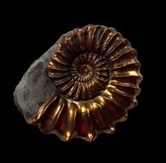 Pleuroceras ammonite for sale | Buried Treasure Fossils