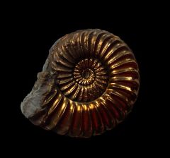 German pyrite ammonite for sale | Buried Treasure Fossils