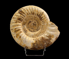 Large Cranaosphinctes for sale | Buried Treasure Fossils