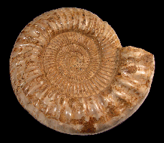 Kranosphinctes ammonite | Buried Treasure Fossils