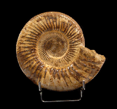 Extra Large Cranaosphinctes ammonite for sale | Buried Treasure Fossils