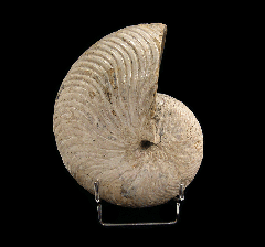 Large Nautiloid ammonite for sale | Buried Treasure Fossils