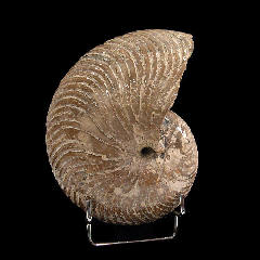 Madagascar Nautiloid ammonite for sale | Buried Treasure Fossils