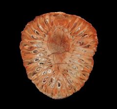 Gem Araucaria pine cone slice for sale | Buried Treasure Fossils