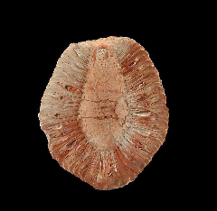 Araucaria cone polished half for sale | Buried Treasure Fossils