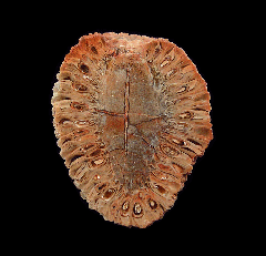 Colorful Araucaria pine cone polished half for sale | Buried Treasure Fossils