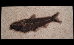 Two Knightia eocaena fish for sale | Buried Treasure Fossils