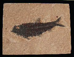 Wyoming Fossil fish | Buried Treasure Fossils