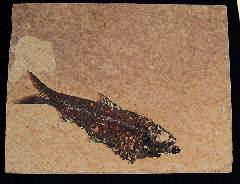 Knightia eocaena - a Herring-like fish for sale | Buried Treasure Fossils